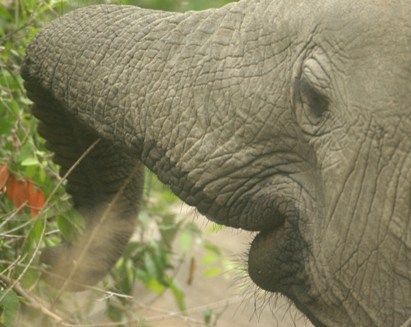 elephant eating
