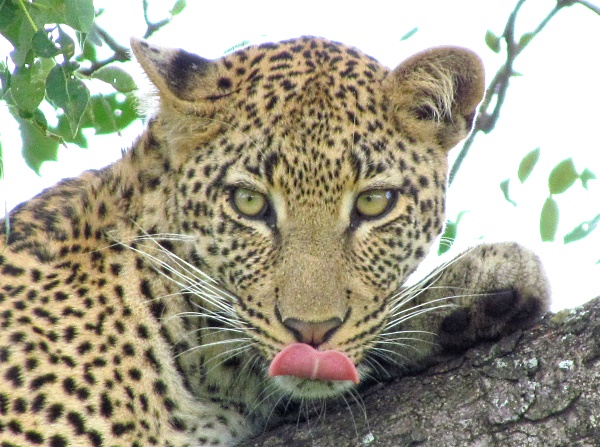 leopard tongue
