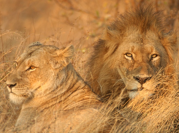 lion couple