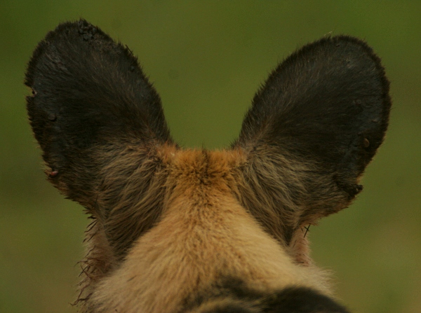wild dog ears
