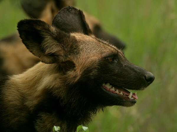 wild dog