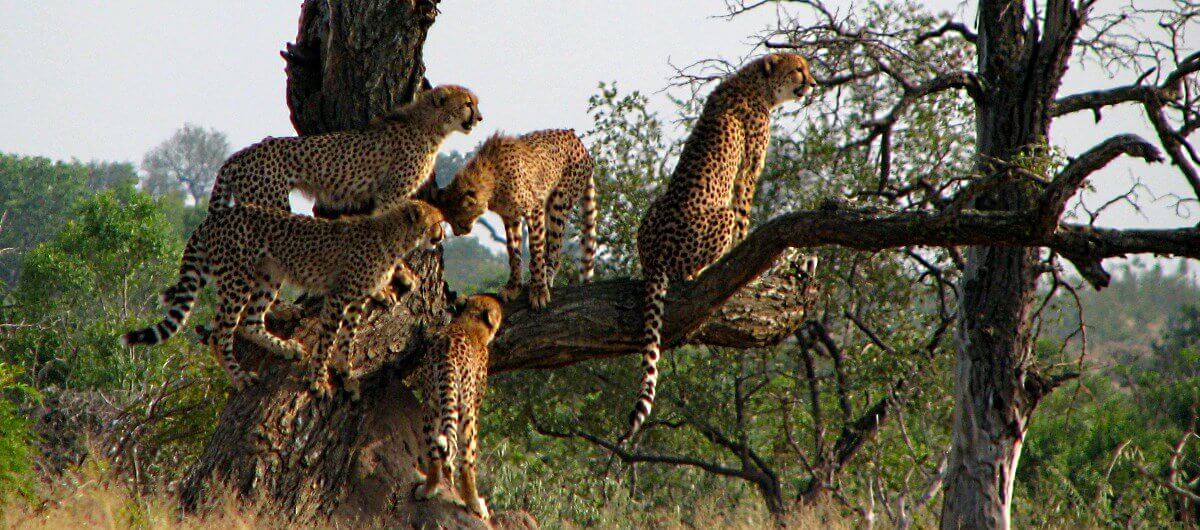 five cheetah